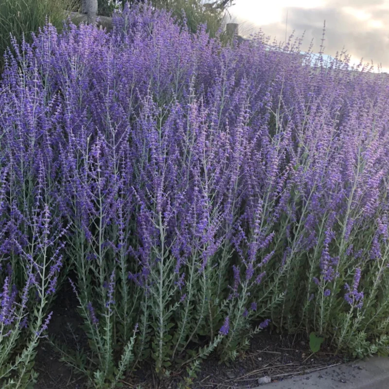 Blühende Gartenpflanzen