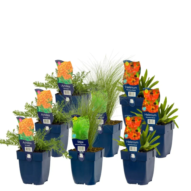 Insektenfreundliche Stauden