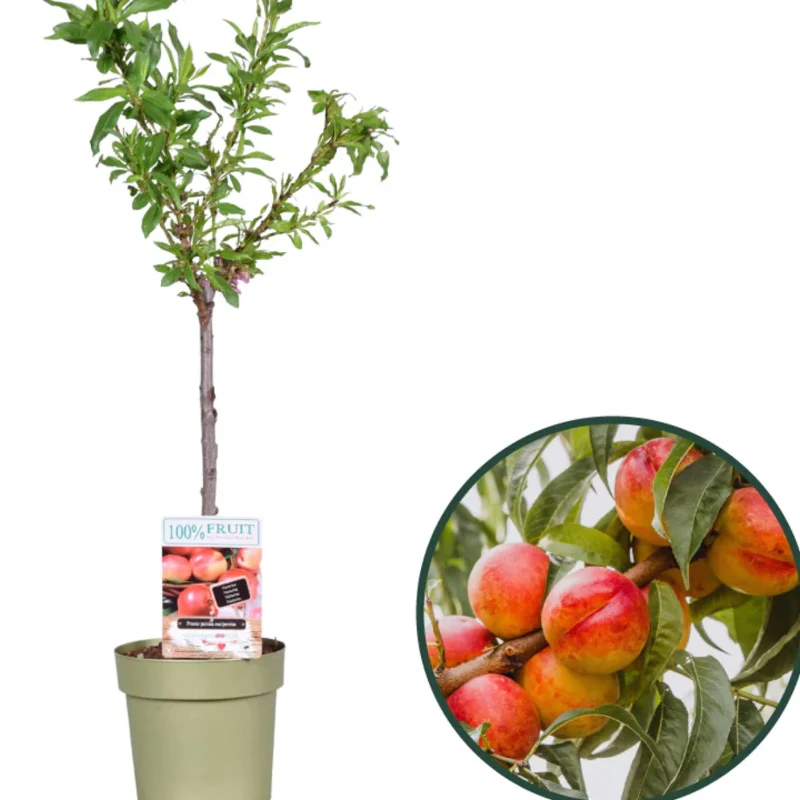 Bäume für Balkon und Terrasse